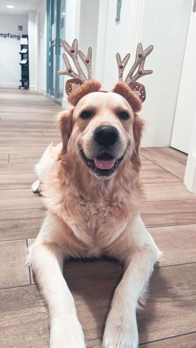 Büro Hund Meilo Büro Hund Meilo
